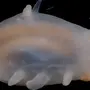 Морская свинка