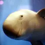 Морская свинка