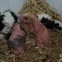 Новорожденные морские свинки