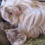 Новорожденные Морские Свинки
