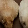 Новорожденные Морские Свинки