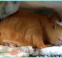 Спящая морская свинка