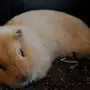 Спящая Морская Свинка