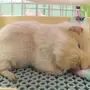 Спящая морская свинка