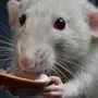 Показать Крыс