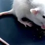 Показать крыс