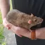 Большая крыса