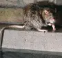Большая Крыса