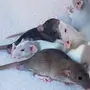 Породы Декоративных Крыс