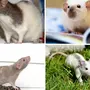 Породы Декоративных Крыс