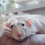 Красивые крыски