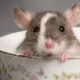 Красивые крыски