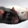 Картинка двух крыс