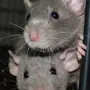 Картинка двух крыс