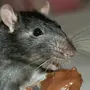 Как Выглядит Крыса