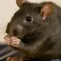 Как выглядит крыса