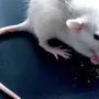 Как выглядит крыса