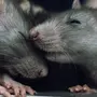 Скачать крысы