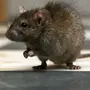 Скачать крысы