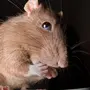 Скачать Крысы