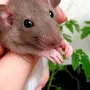 Крыса дамбо взрослых
