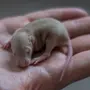 Породы Домашних Крыс