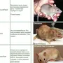 Породы Домашних Крыс