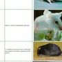 Породы домашних крыс