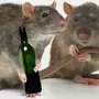 Двух крыс в шляпе