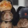 Двух крыс в шляпе