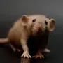 Крыса дамбо