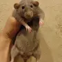 Категория Крысы