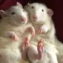 Две Крысы Смешные