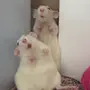 Две крысы смешные