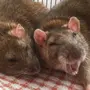Две Крысы Смешные