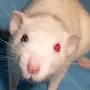 Глаза Крысы