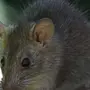 Глаза крысы