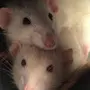 Милые Крысы