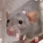 Милые крысы