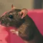 Милые крысы