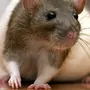 Декоративные Крысы