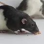 Декоративные Крысы