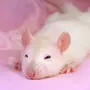 Милые Крыски