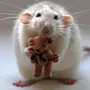 Милые Крыски