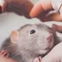 Милые крыски