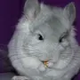 Пуховый Кролик