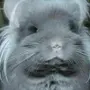 Пуховый кролик