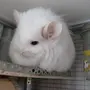 Пуховый кролик
