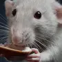 Крысы На Презентацию