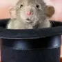 Крысы на презентацию